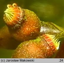 Attēlu rezultāti vaicājumam “Platyhypnidium riparioides”