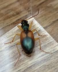 Attēlu rezultāti vaicājumam “Anchomenus dorsalis”