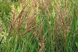 Attēlu rezultāti vaicājumam “Agrostis stolonifera subsp. straminea”