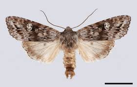 Attēlu rezultāti vaicājumam “Lithomoia solidaginis”