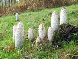 Image result for coprinus