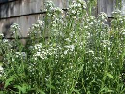 Image result for Alyssum diffusum