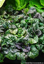 Attēlu rezultāti vaicājumam “Ajuga pyramidalis leaf”