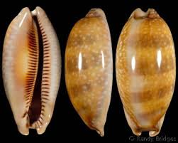 Attēlu rezultāti vaicājumam “Conardia compacta macro”