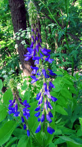 Attēlu rezultāti vaicājumam “Galega orientalis leaf”