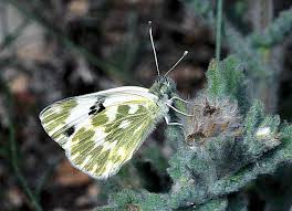 Attēlu rezultāti vaicājumam “Pontia edusa underside”