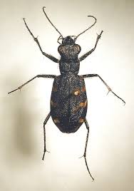 Attēlu rezultāti vaicājumam “Cicindela sylvatica”