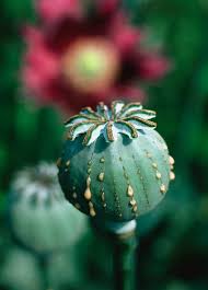 Attēlu rezultāti vaicājumam “Papaver somniferum flower”