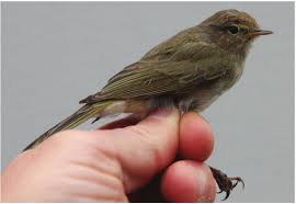 Attēlu rezultāti vaicājumam “Phylloscopus collybita”