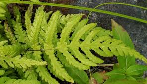 Attēlu rezultāti vaicājumam “Phegopteris connectilis”