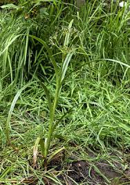 Attēlu rezultāti vaicājumam “Scirpus sylvaticus leaf”