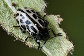 Attēlu rezultāti vaicājumam “Chrysomela vigintipunctata”