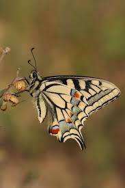 Attēlu rezultāti vaicājumam “Papilio machaon”