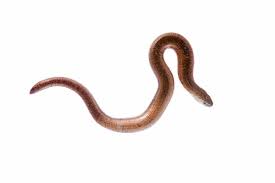 Attēlu rezultāti vaicājumam “Anguis fragilis adult”