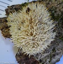 Attēlu rezultāti vaicājumam “Radulomyces confluens”