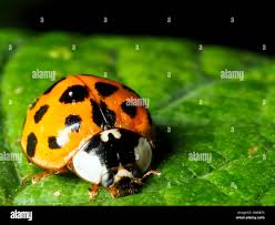 Attēlu rezultāti vaicājumam “Harmandia”