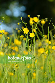 Attēlu rezultāti vaicājumam “Ranunculus acris flower”