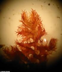 Attēlu rezultāti vaicājumam “Ptilidium ciliare”