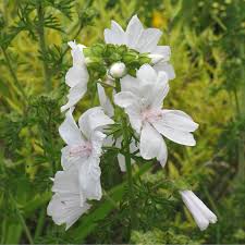 Image result for Malva moschata alba