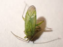 Attēlu rezultāti vaicājumam “Pinthaeus sanguinipes”