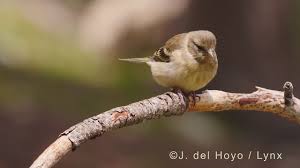 Image result for Carduelis citrinella