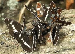 Attēlu rezultāti vaicājumam “Limenitis camilla”