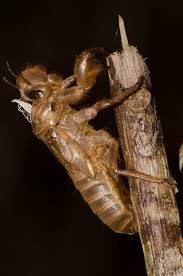 Attēlu rezultāti vaicājumam “exuvia”