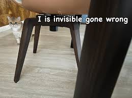 Image result for invisible cat
