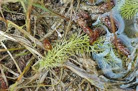 Attēlu rezultāti vaicājumam “Utricularia intermedia bud”
