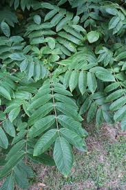 Attēlu rezultāti vaicājumam “Juglans mandshurica”