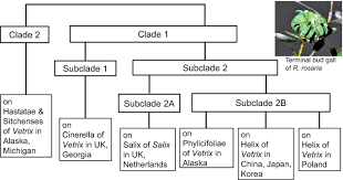 Attēlu rezultāti vaicājumam “Rabdophaga heterobia”