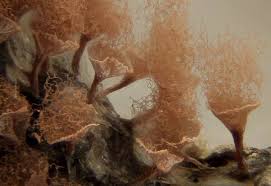 Attēlu rezultāti vaicājumam “Heterotrichia pomiformis (syn. Arcyria pomiformis) stalked”