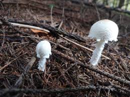 Attēlu rezultāti vaicājumam “Lepiota clypeolaria”