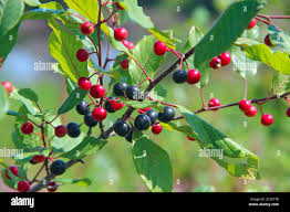 Attēlu rezultāti vaicājumam “Frangula alnus fruit”