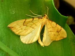 Attēlu rezultāti vaicājumam “Eulithis pyraliata”