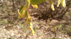 Attēlu rezultāti vaicājumam “Carpinus betulus female flower”