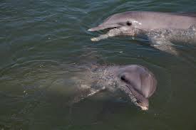 Afbeeldingsresultaat voor dolfijnen