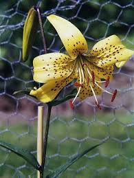 Attēlu rezultāti vaicājumam “Lilium lancifolium”