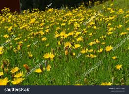 Attēlu rezultāti vaicājumam “Leontodon autumnalis  flower”