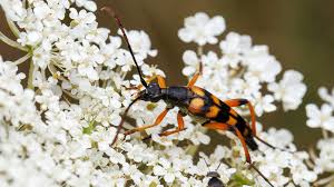 Attēlu rezultāti vaicājumam “Strangalia attenuata”