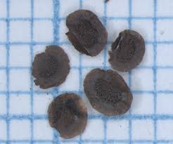 Attēlu rezultāti vaicājumam “Linaria loeselii leaf”