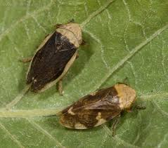 Attēlu rezultāti vaicājumam “Philaenus spumarius”