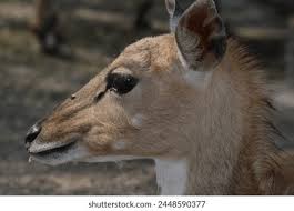 Attēlu rezultāti vaicājumam “Artiodactyla”