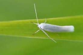 Attēlu rezultāti vaicājumam “Elachista argentella”
