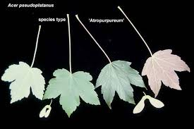 Attēlu rezultāti vaicājumam “Acer pseudoplatanus”