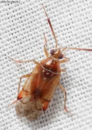 Attēlu rezultāti vaicājumam “Alloeotomus sp.”