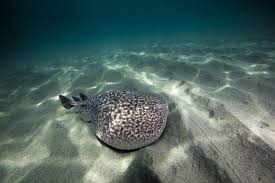 Image result for электрический