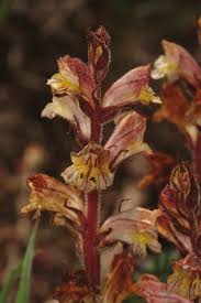 Attēlu rezultāti vaicājumam “Orobanche reticulata flower”