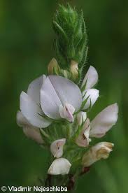 Attēlu rezultāti vaicājumam “Ononis arvensis”