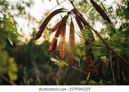 Attēlu rezultāti vaicājumam “Gleditsia triacanthos fruit”
